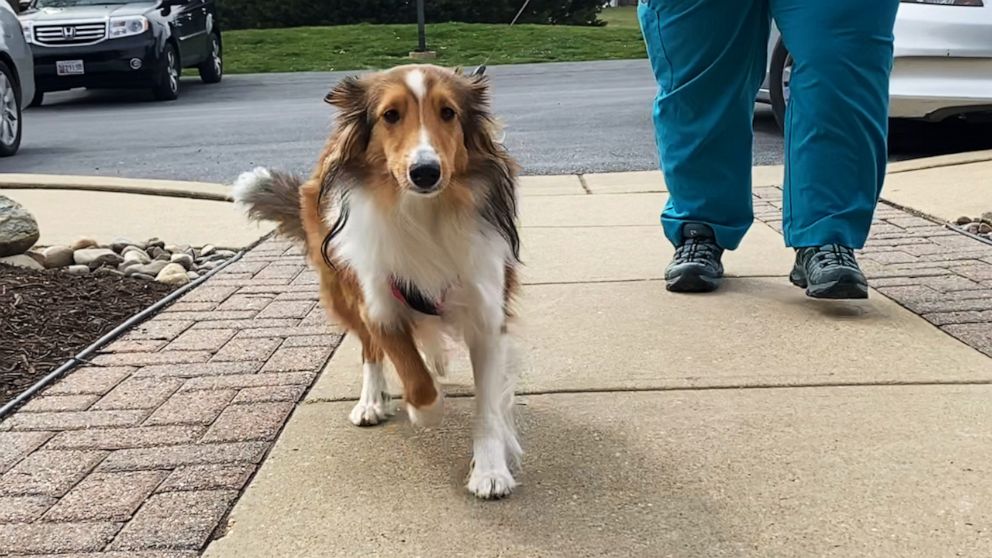 PHOTO: A vet tech at the Laytonsville Veterinary Practice in Montgomery County, Maryland escorts a dog into the clinic after taking the pup from its owner outside the building, in an effort to reduce cross-contamination during the COVID-19 pandemic.
