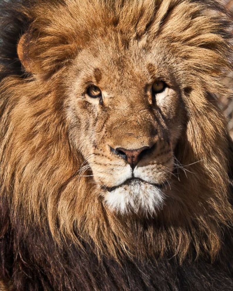 North Carolina's animal laws under scrutiny after fatal lion mauling ...