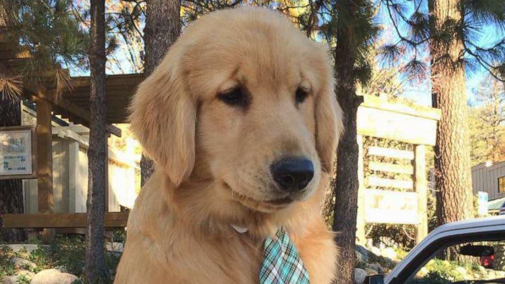 PHOTO: Maximus Mighty-Dog Mueller, II, has been mayor of Idyllwild, California, since July 2013. 