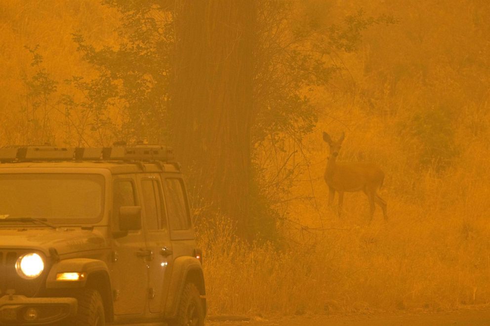 PHOTO: A deer walks through smoke in the community of Klamath River, which burned in the McKinney Fire in Klamath National Forest, northwest of Yreka, Calif., on July 31, 2022.