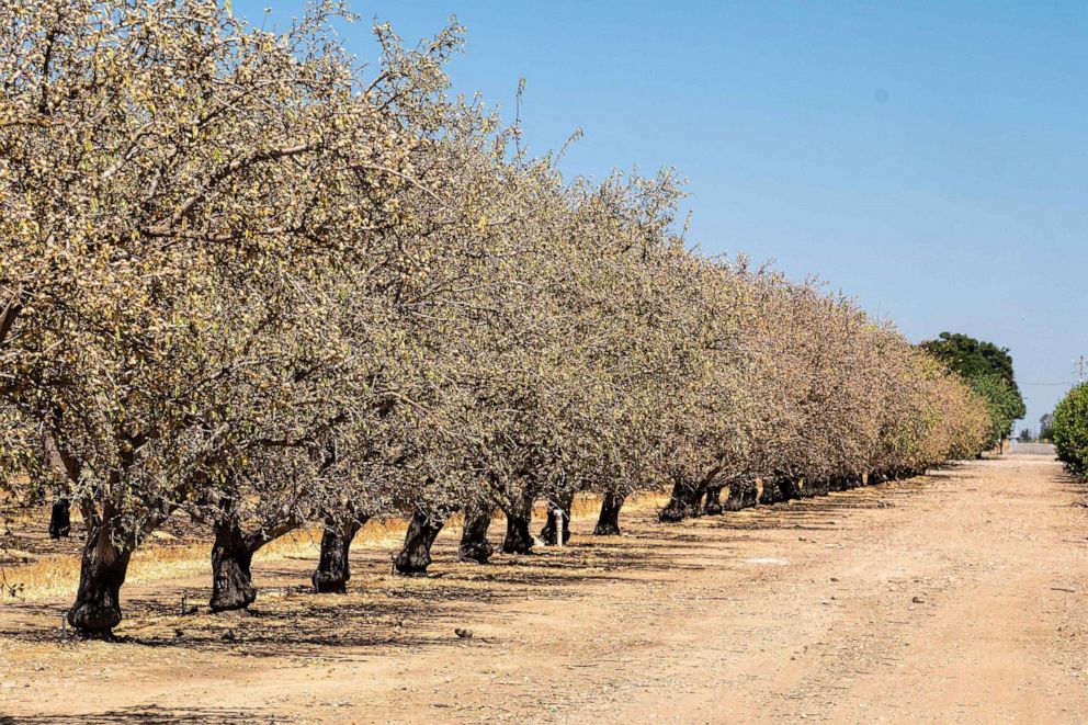 PHOTO: Dying almond trees stand in the Gemperle almond orchard in Gustine, Calif., June 14, 2021. 