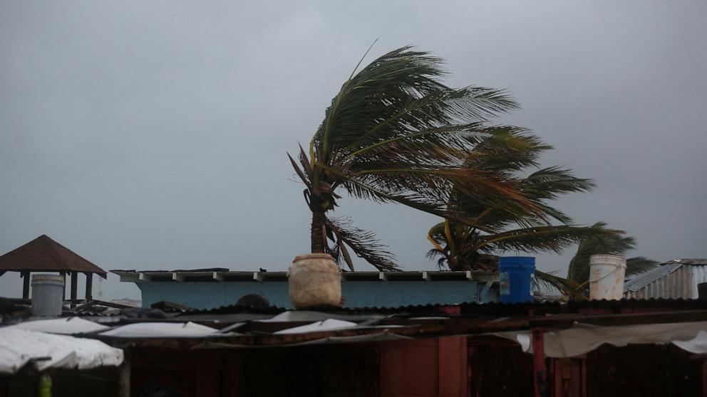 PHOTO: Palm trees are shaken by the wind, ahead of Hurricane Melissa at Hellshire Beach, in the coastal town of Hellshire, Jamaica, October 26, 2025.