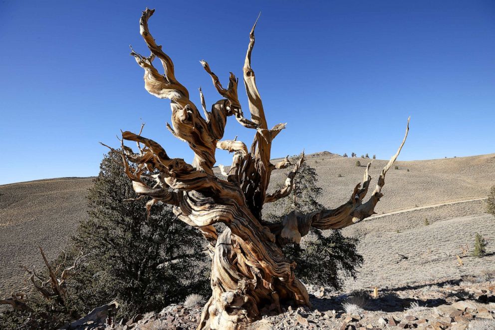 PHOTO: A 4,853-year-old Great Basin bristlecone pine tree known as Methuselah is growing high at Ancient Bristlecone Pine Forest in the White Mountains of Inyo County in eastern California on Nov. 28, 2021.