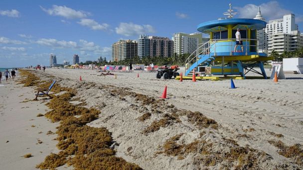 Massive sargassum seaweed bloom headed to Florida is a mystery to scientists