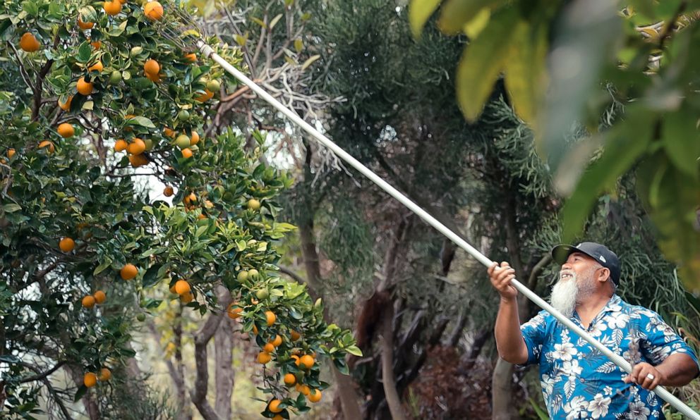 PHOTO: Jonithen Jackson picks oranges from his home in Ocean View, Big Island.