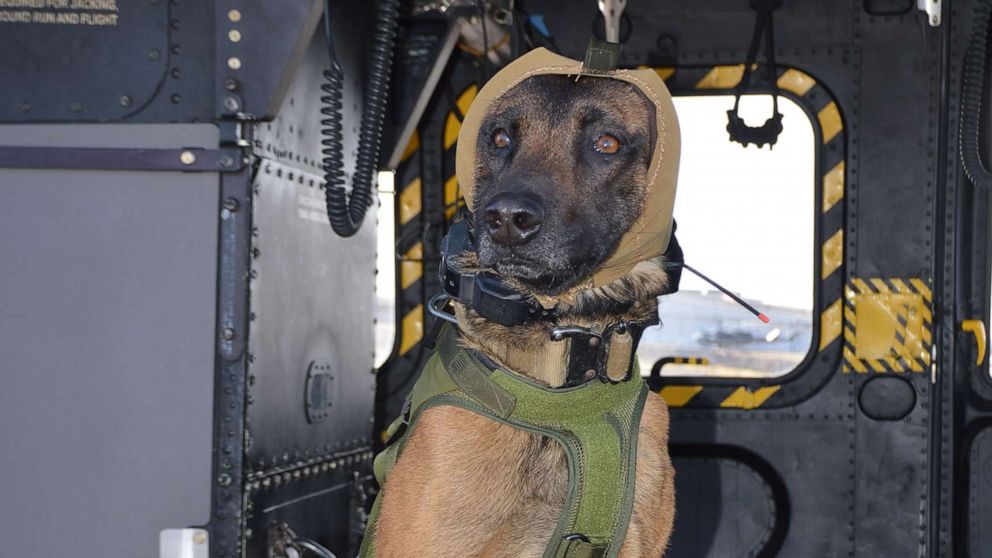 PHOTO: The Canine Auditory Protection System, known as CAPS, is designed to prevent short-term hearing loss in military working dogs, which can result from high-decibel noise in training, transport and operations.