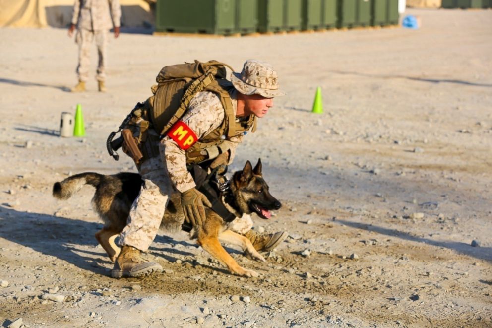 PHOTO: U.S. Marine Corps Lance Cpl. Nicholas Hoecker, a military working dog handler with 1st Law Enforcement Battalion, prepares to demonstrate the five phases of aggression drill with his K-9 "Argo" during exercise Native Fury 18.