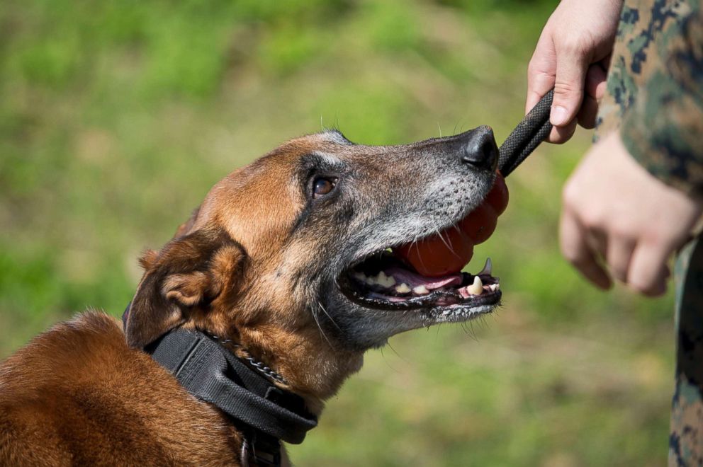 PHOTO: Military Working Dog Bbutler receives praise during narcotic detection training Feb. 13 on Kadena Air Base, Okinawa, Japan.
