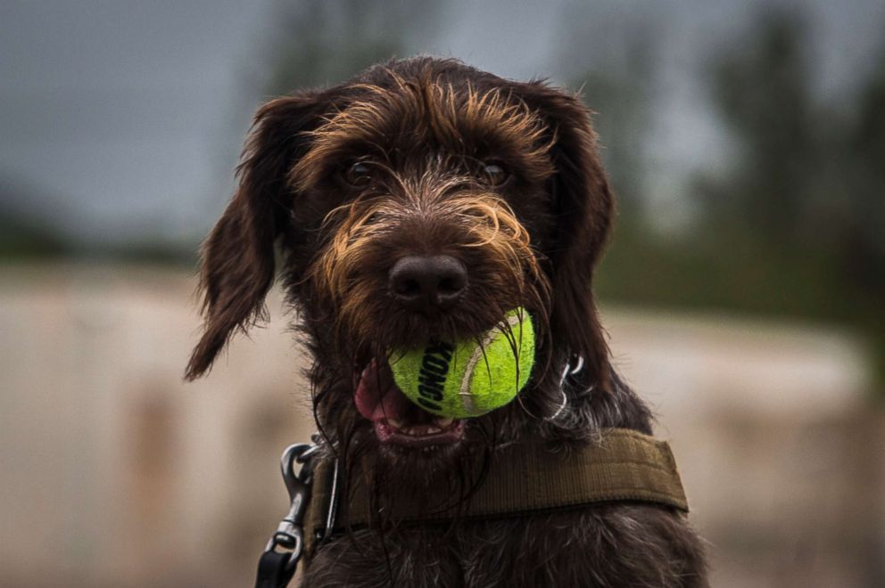 PHOTO: A canine with the Transportation Security Administration chews on a tennis ball as a reward for finding hidden explosives during an exercise at Marine Corps Training Area Bellows, Feb. 22, 2018.