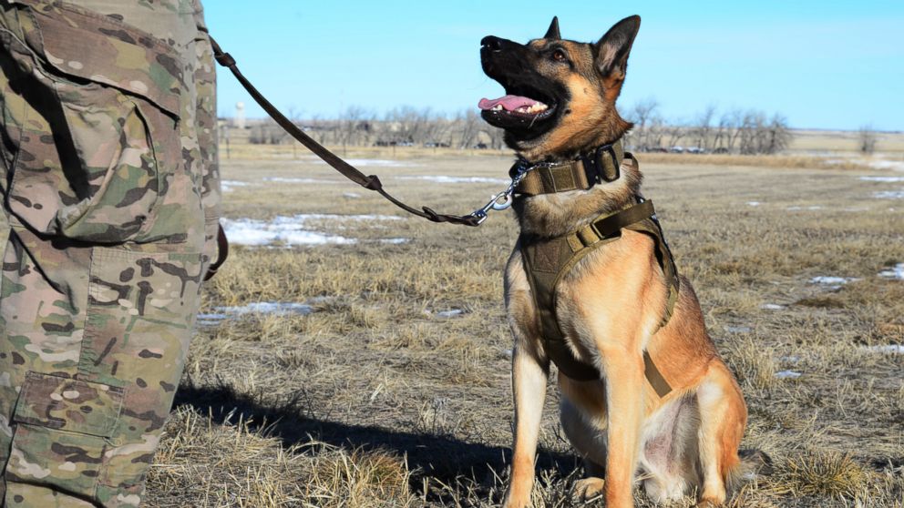 Belgian Malinois Military Dogs