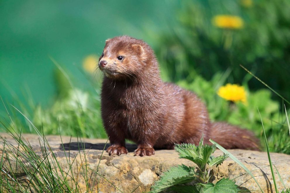PHOTO: American Mink is seen in this stock photo.