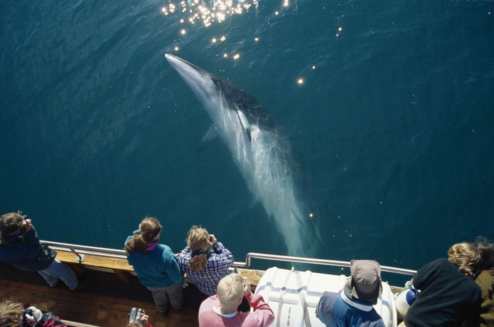 PHOTO: A Minke whale swims beneath a North Sailing whale-watcher boat close to the Arctic Circle at the top of Iceland, May 26, 2006.