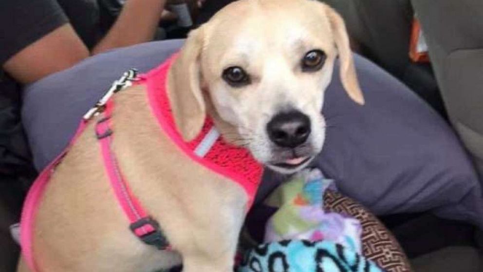 PHOTO: Autism therapy dog Sloan was in a car when it was stolen, Aug. 11, 2019, in Stockton, Calif. 