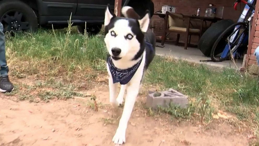 PHOTO: "Bella" made a 700-mile trip from California to New Mexico where she was found and eventually returned to her owner.