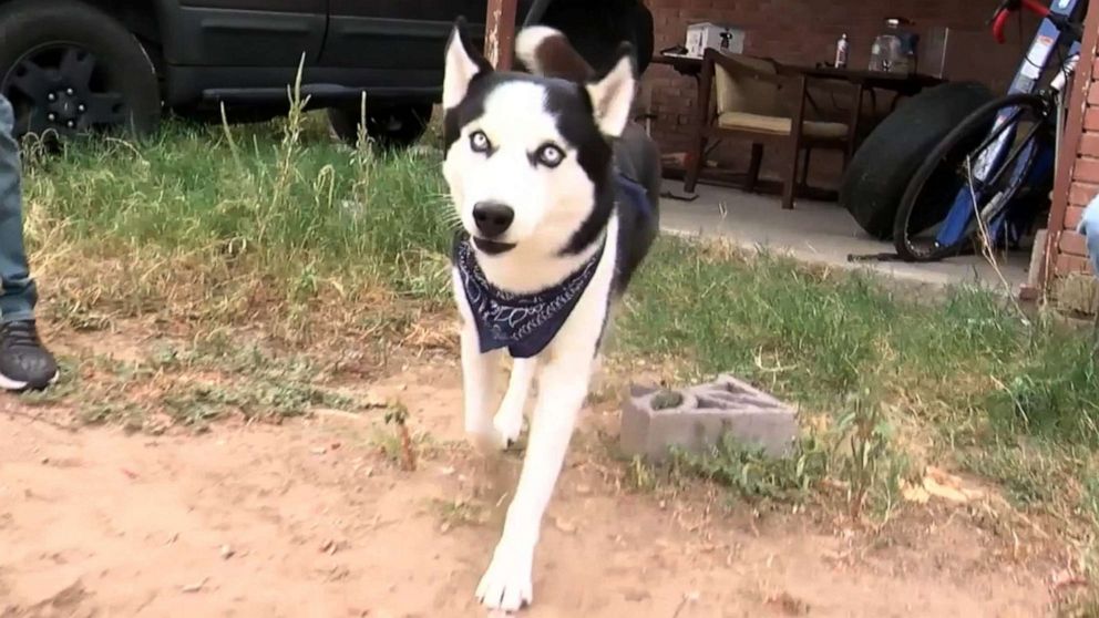 Dog who wandered 700 miles from home found safe in New Mexico - ABC News