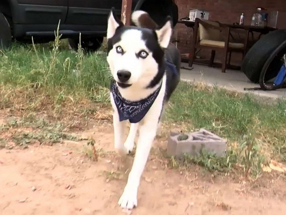 PHOTO: Bella made a 700-mile trip from California to New Mexico where she was found and eventually returned to her owner.
