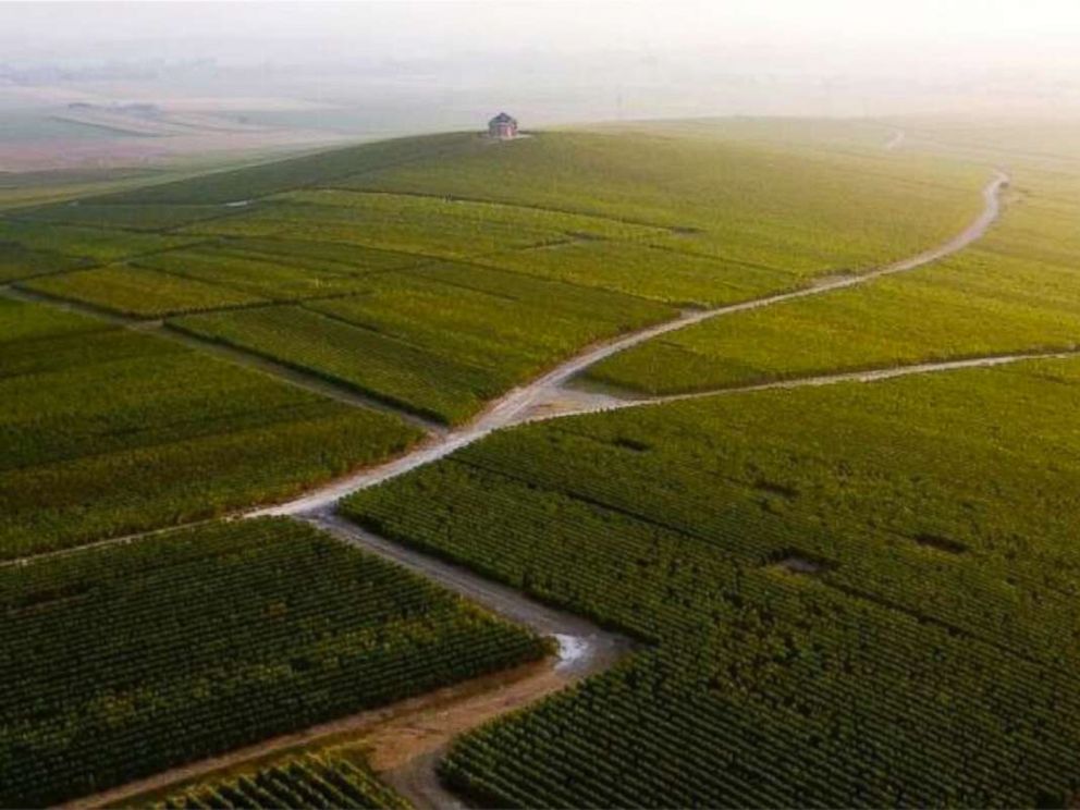PHOTO: The Moet & Chandon vineyards in Epernay, France.