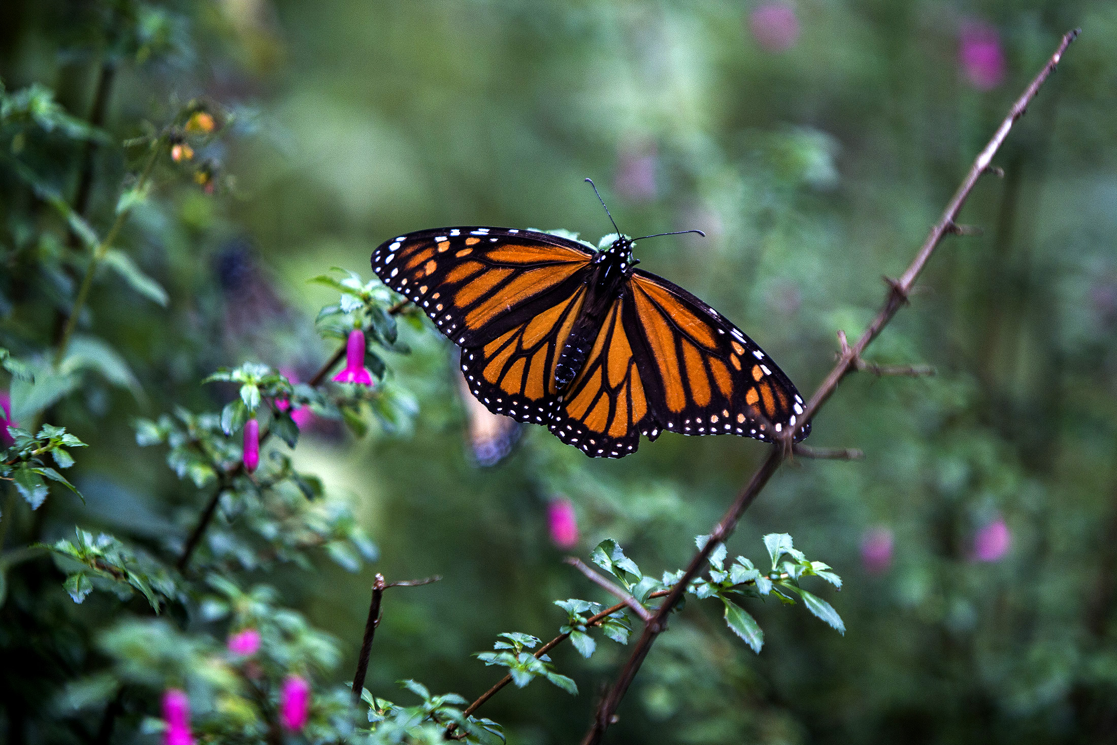 PHOTO: A Monarch butterfly is pictured at the oyamel firs forest, in Ocampo municipality, Michoacan State in Mexico, Dec. 19, 2016.