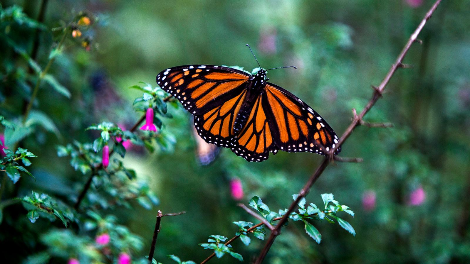 Fate of monarch butterfly still hangs in the balance after