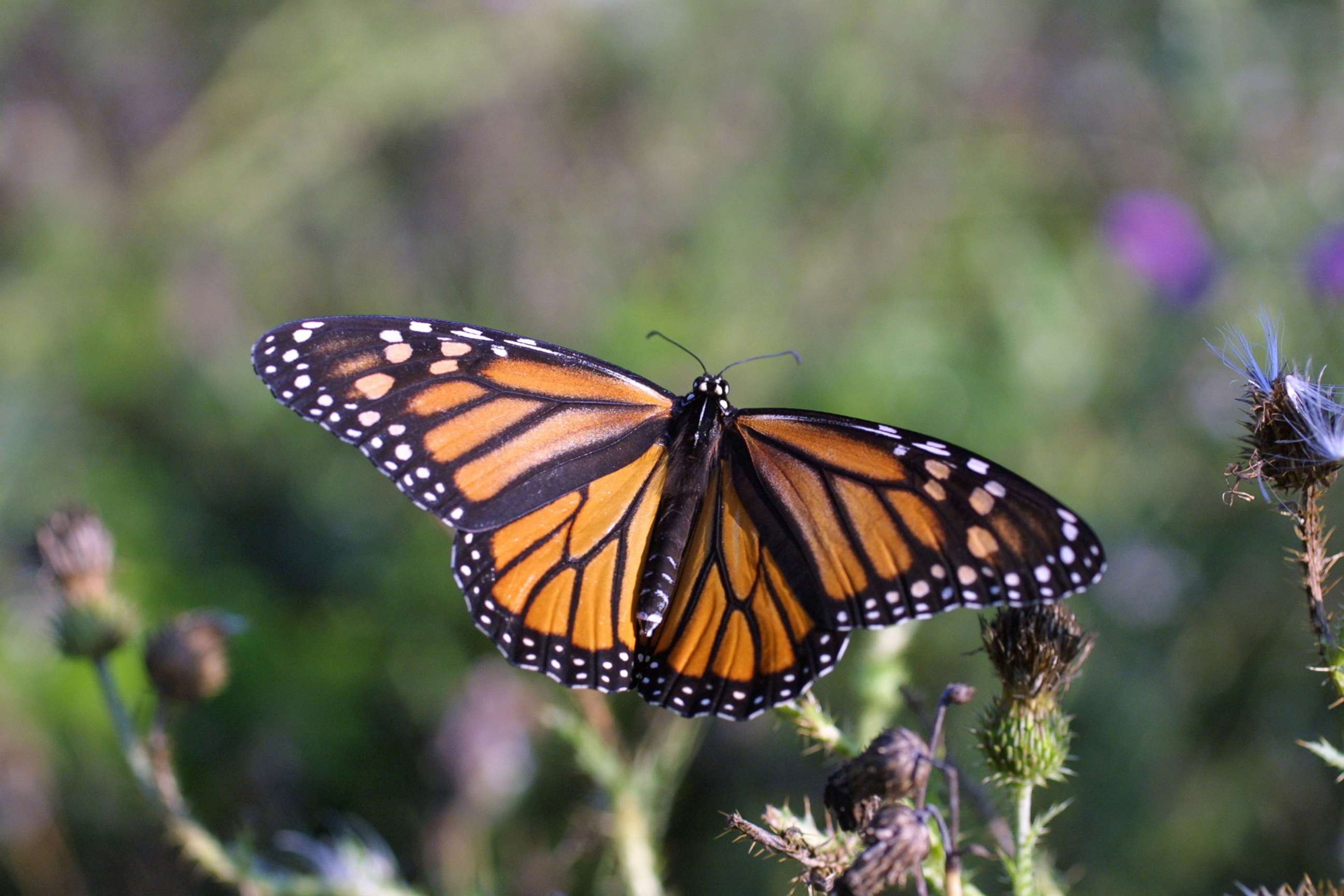 PHOTO: In this 2014, file photo, a monarch butterfly, an iconic pollinator species, alights on a plant.