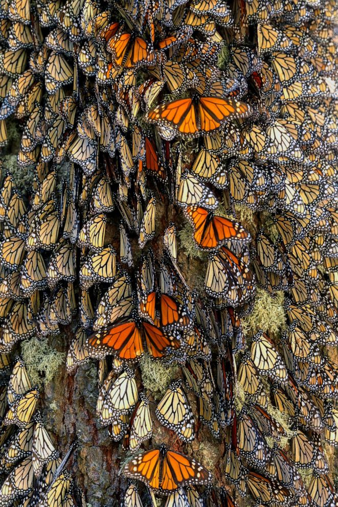 PHOTO: Monarch butterflies hibernate from November to March in Oyamel pine forests at the Reserva de la Biosfera Mariposa Monarca El Rosario, Angangueo, Michoacan state, Mexico, June 23, 2017.