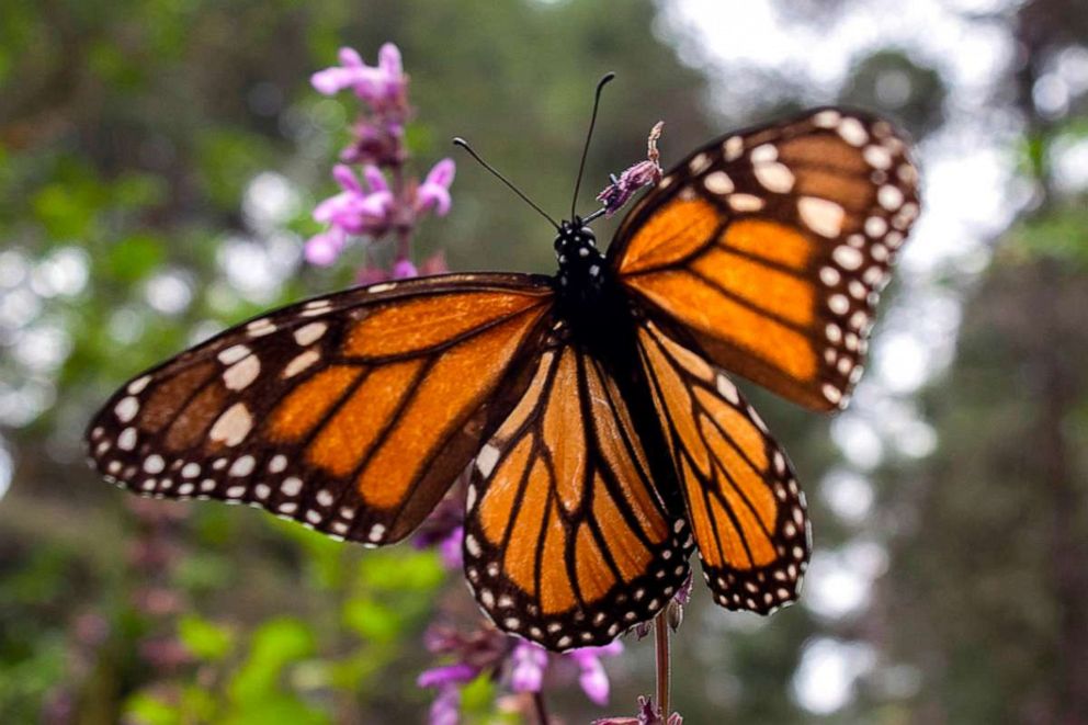 PHOTO: A Monarch butterfly is pictured at the Sanctuary of El Rosario, Ocampo municipality, Michoacan state, Mexico, on Feb. 3, 2020.
