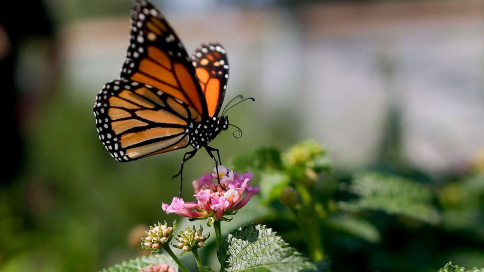 PHOTO: A monarch butterfly in Vista, Calif., Aug. 19, 2015. The western monarch butterfly population wintering along California's coast remained critically low for the second year in a row, a count by an environmental group released Jan. 23, 2020.