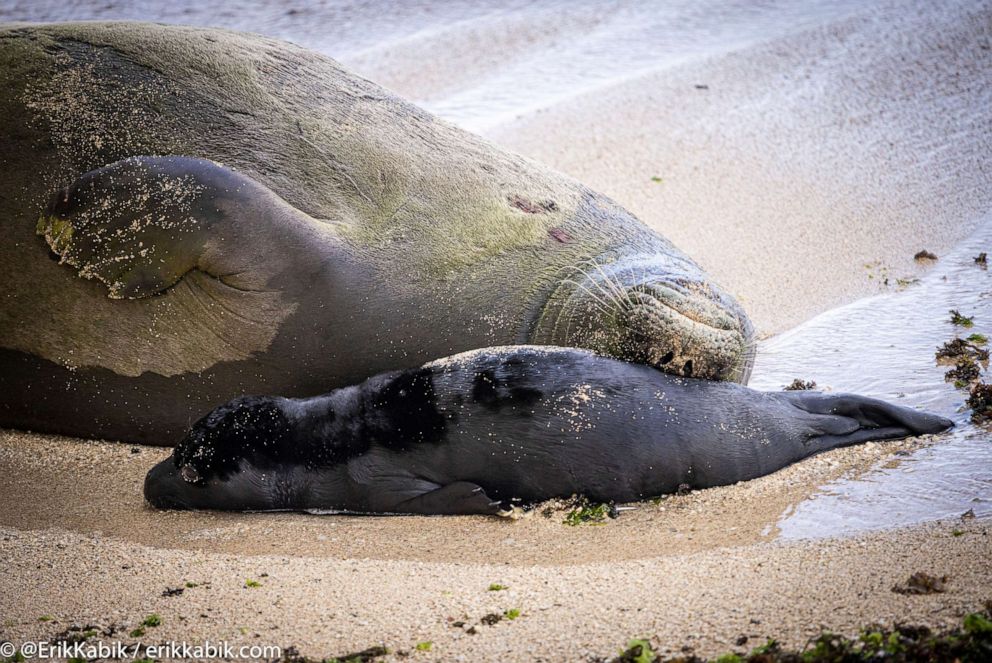 PHOTO: Endangered Hawaiian monk seal "Rocky" lies on the sand with her newborn pup after giving birth, on the island of Oahu in Honolulu, Hawaii, July 9, 2022.