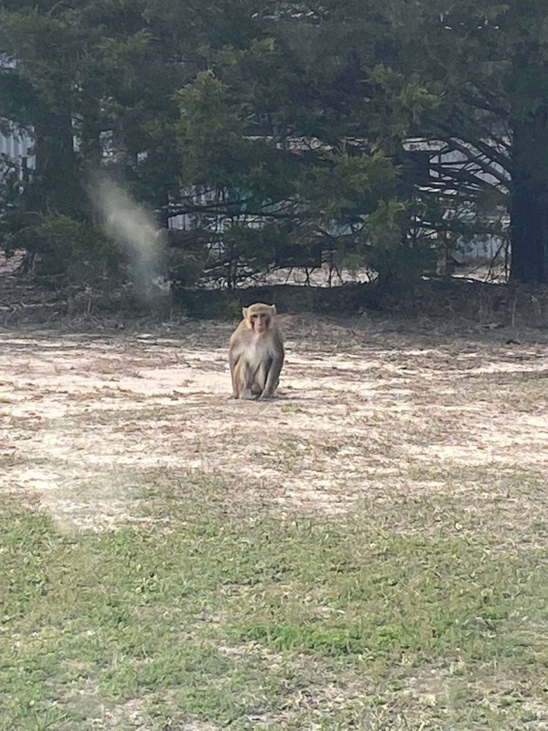 PHOTO: An investigation is underway after a monkey attacked a woman in Carter County, Oklahoma. Dickson police said they received a call about a monkey on someone's porch. When they arrived, the monkey ripped the caller's ear.