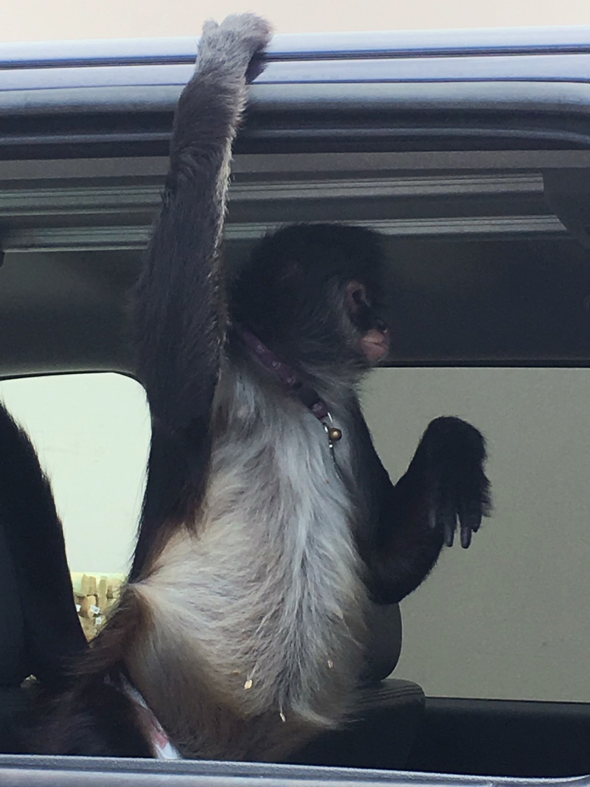 PHOTO: A pet monkey that got loose, bit a woman who tried to help reunite it with its owner in Okeechobee, Fla., June 4, 2018.