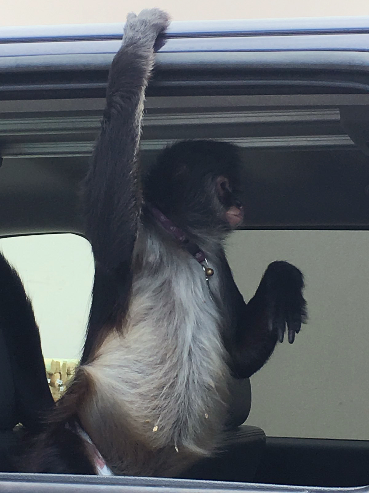 Houston spider monkey rescued from under truck after escape