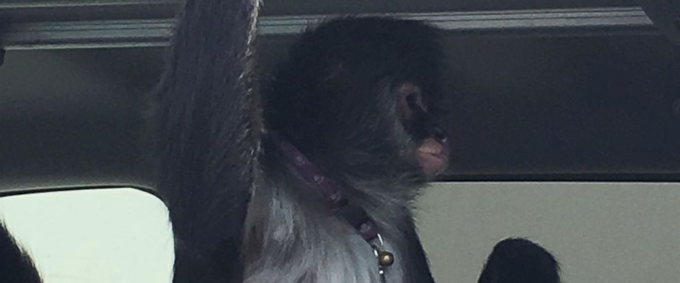 Pet monkey gets loose, attacks Home Depot worker - ABC News