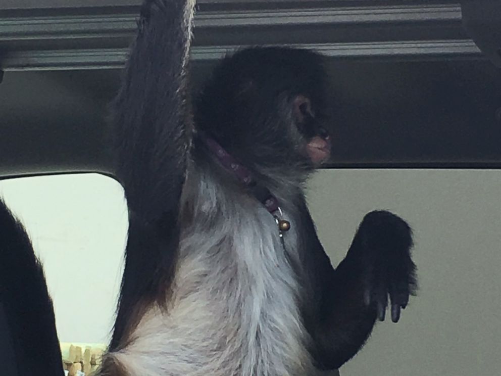 monkey-attack-monkey-ht-ps-180607_hpMain_4x3_992 monkey-attack-monkey-ht-ps-180607_hpMain_4x3_992 PHOTO: A pet monkey that got loose, bit a woman who tried to help reunite it with its owner in Okeechobee, Fla., June 4, 2018. These are the animal attacks that happened this week monkey attack monkey ht ps 180607 hpMain 4x3 992