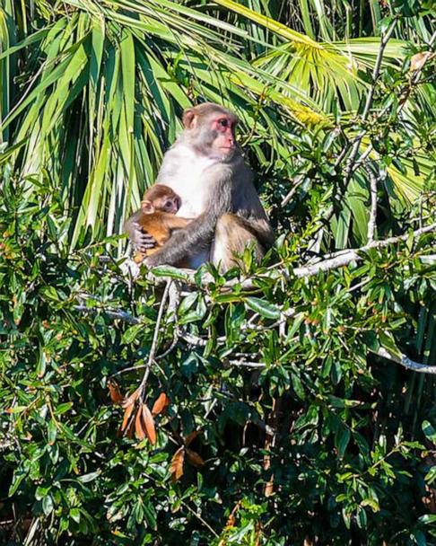 39 escaped monkeys captured in South Carolina, 4 remain on the