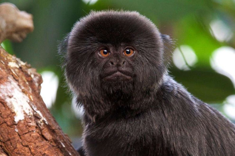  A Goeldi's monkey went missing from her enclosure at the Palm Beach Zoo in West Palm Beach, Fla., on Feb. 11, 2019. 