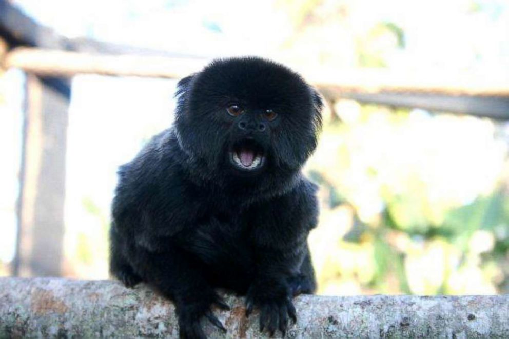 PHOTO: A Goeldi's monkey went missing from her enclosure at the Palm Beach Zoo in West Palm Beach, Fla., on Feb. 11, 2019.