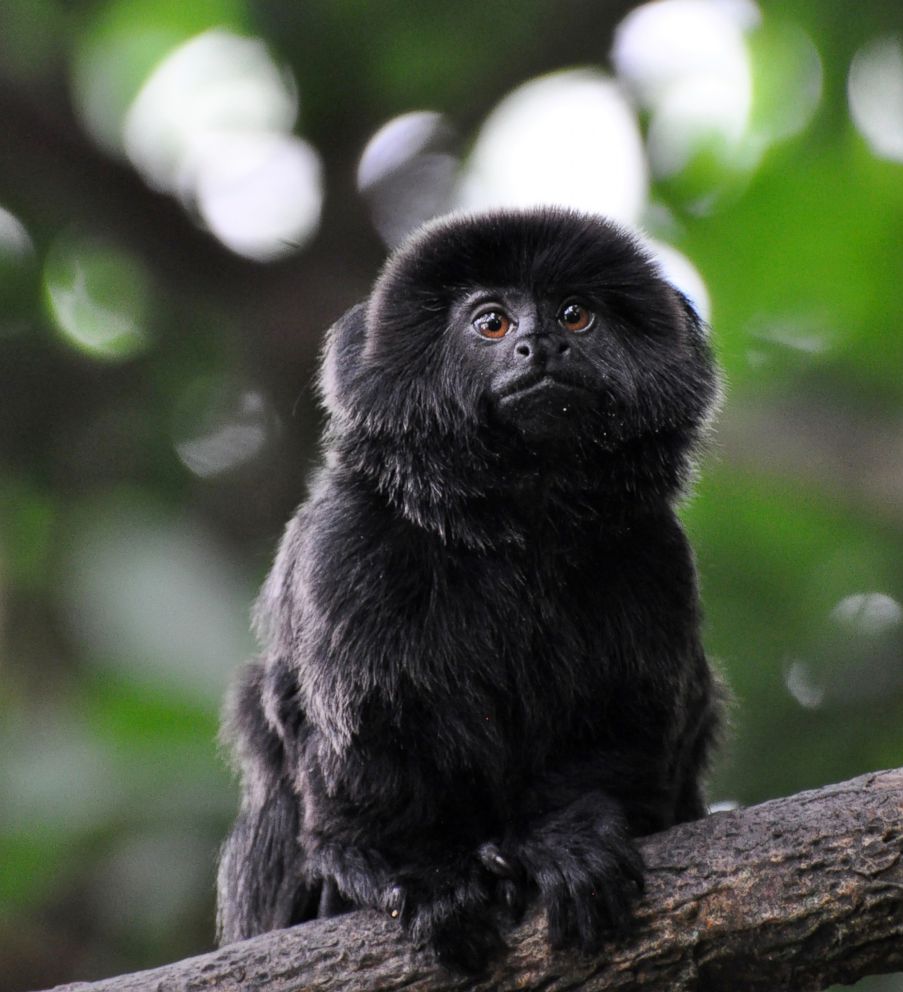 PHOTO: A Goeldi's monkey went missing from her enclosure at the Palm Beach Zoo in West Palm Beach, Fla., on Feb. 11, 2019.