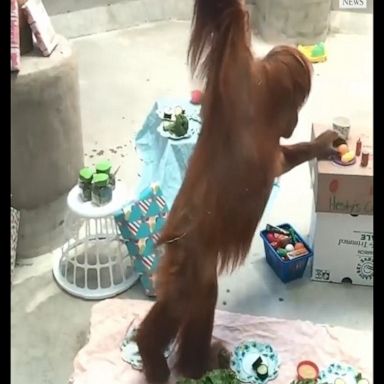 An orangutan at Denver Zoo gets a party with his pals to celebrate his 10th birthday.