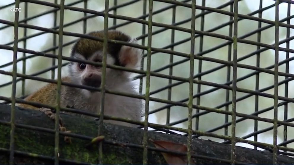 PHOTO: Twelve squirrel monkeys were stolen from an exhibit at Zooisiana in Broussard, La., on Jan. 26, 2023. There were 38 monkeys in the enclosure at the time.