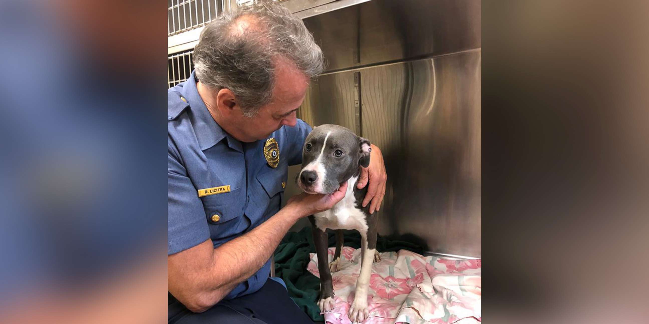 PHOTO: The Monmouth County Prosecutor's Office released this image of a young male pit bull who was found trapped a wire cage surrounded by water on a beach in Highlands, N.J., July 30, 2018.