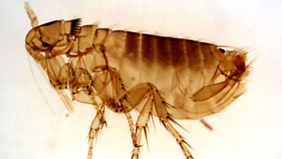 PHOTO: The Oropsylla montana flea can be a carrier of the Yersinia pestis bacteria that causes the plague.