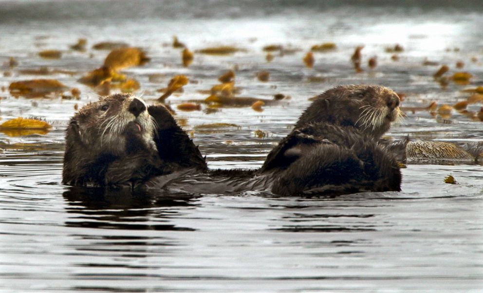 PHOTO: A pair of sea otters float around Monterey Bay March 25, 2013.