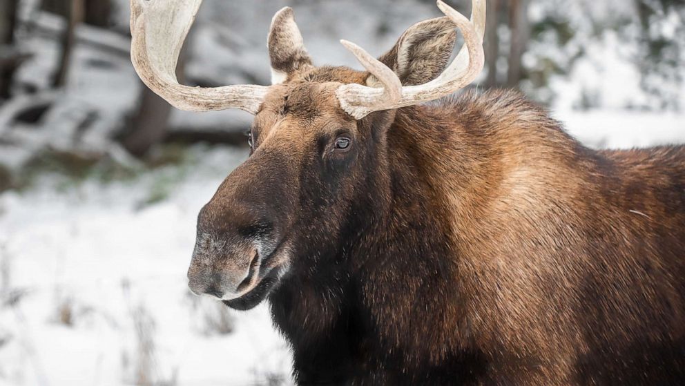 wildlife-officials-issue-new-warning-after-moose-stands-its-ground