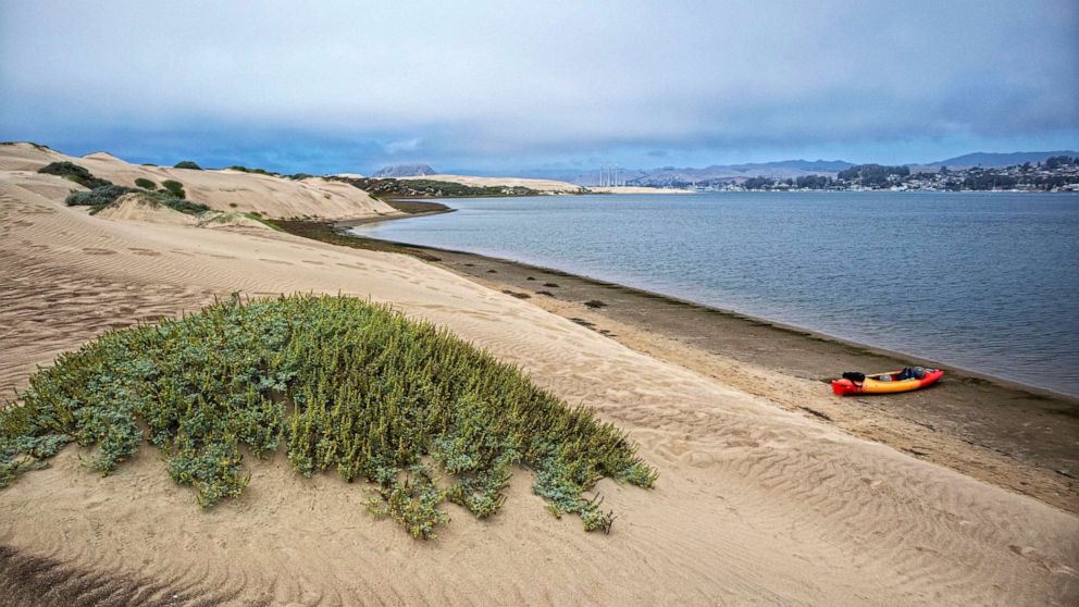 Surfer killed in apparent shark attack at California beach