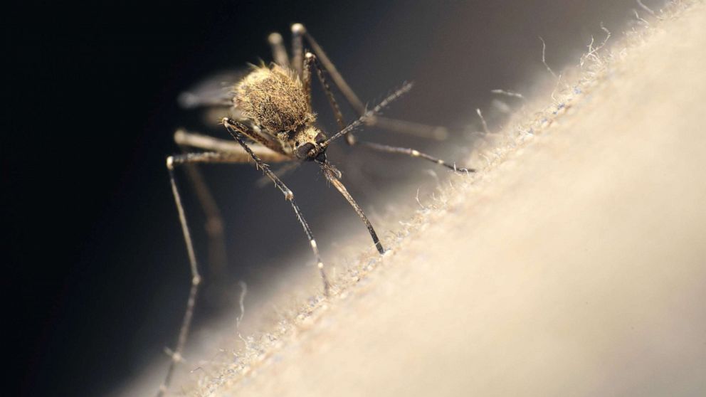 Mosquitos are so smart they're learning how to avoid pesticides used to kill them, study says - ABC News