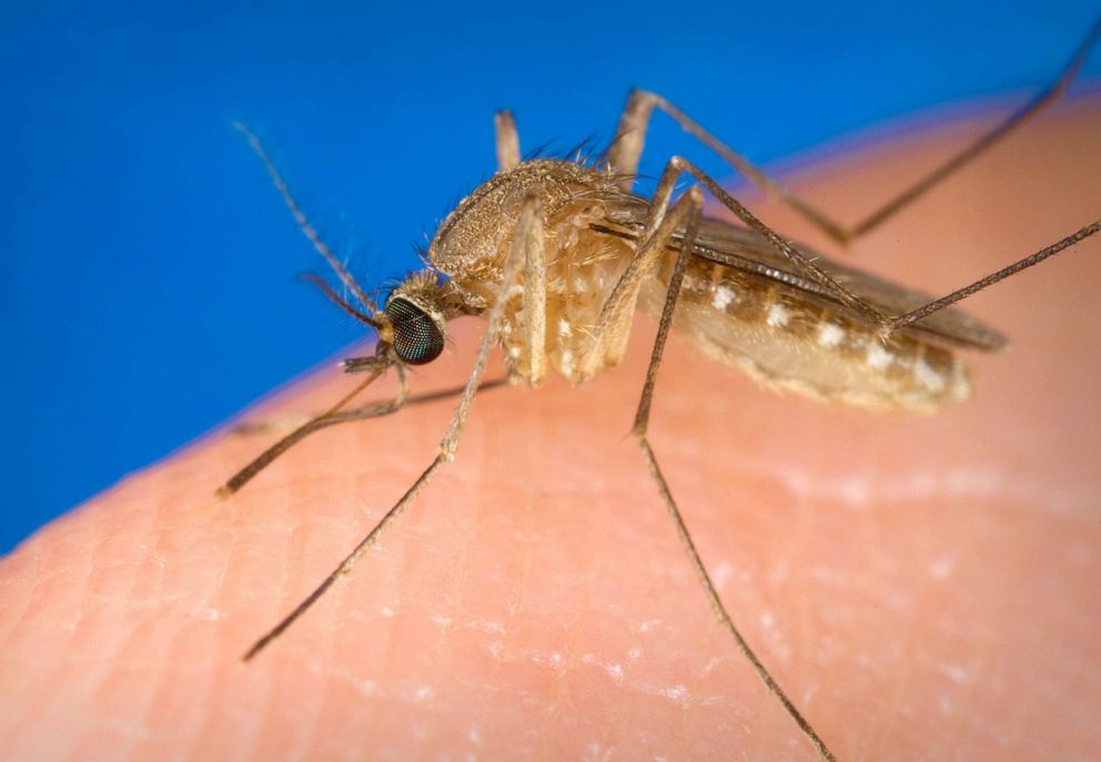 PHOTO: This undated file photo shows a mosquito on a person's finger.