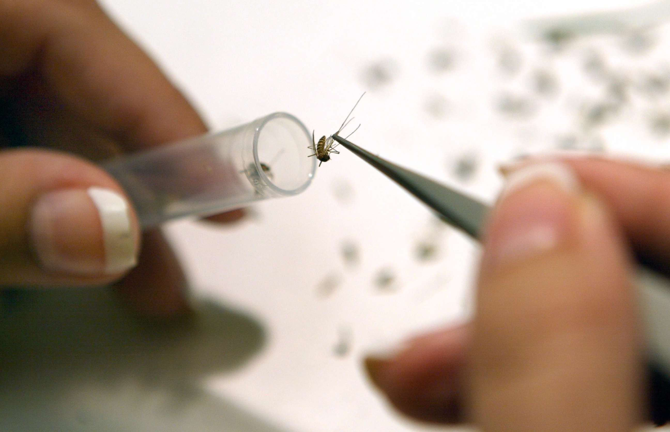 PHOTO: A lab assistant places a mosquito into a test tube to be tested for diseases including the West Nile Virus, Saint Louis Encephalitis, and Eastern Equine Encephalitis, June 20, 2003, in Wheeling, Ill.