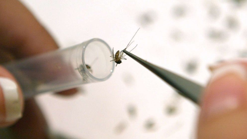 PHOTO: A lab assistant places a mosquito into a test tube to be tested for diseases including the West Nile Virus, Saint Louis Encephalitis, and Eastern Equine Encephalitis, June 20, 2003, in Wheeling, Ill.