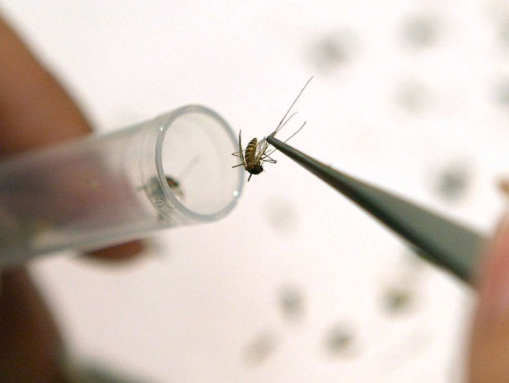 PHOTO: A laboratory assistant places a mosquito in a test tube for screening for diseases such as West Nile virus, St. Louis encephalitis, and Eastern equine encephalitis, June 20, 2003. Wheeling, Ill.