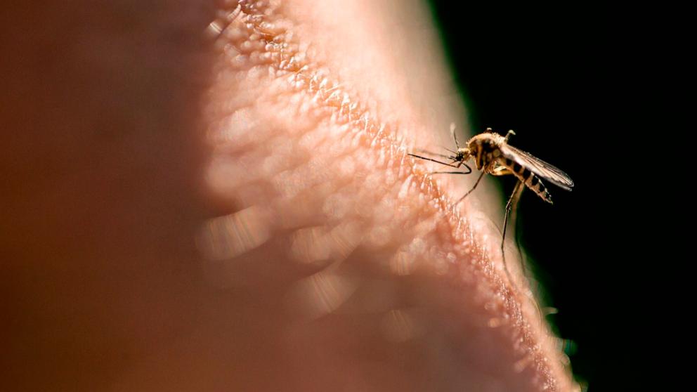 VIDEO: Why mosquitoes are getting deadlier 